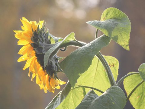a yellow sunflower with green leaves in the sun