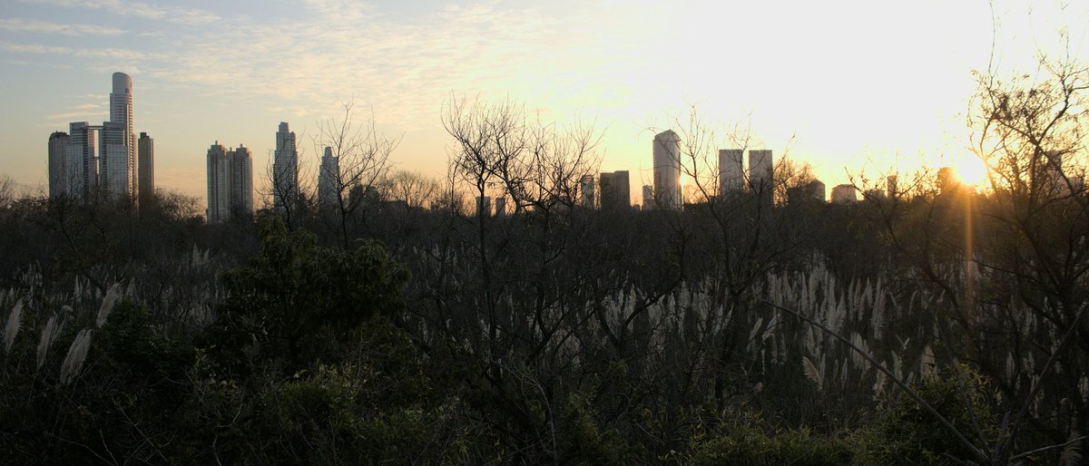 The Puerto Madero skyline silhouetted at golden hour behind the wild pampas grass and bare trees of the Reserva Ecológica Costanera Sur, a lens-flare sunburst breaking from the right edge of the frame