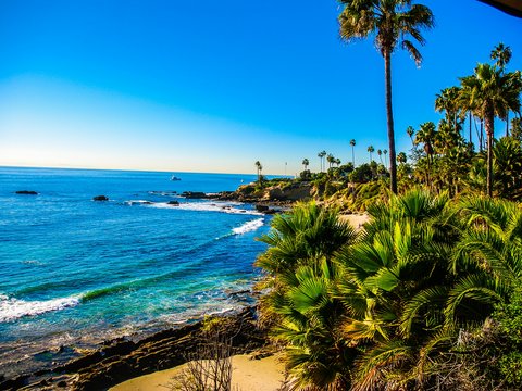 green palm trees near body of water during daytime
