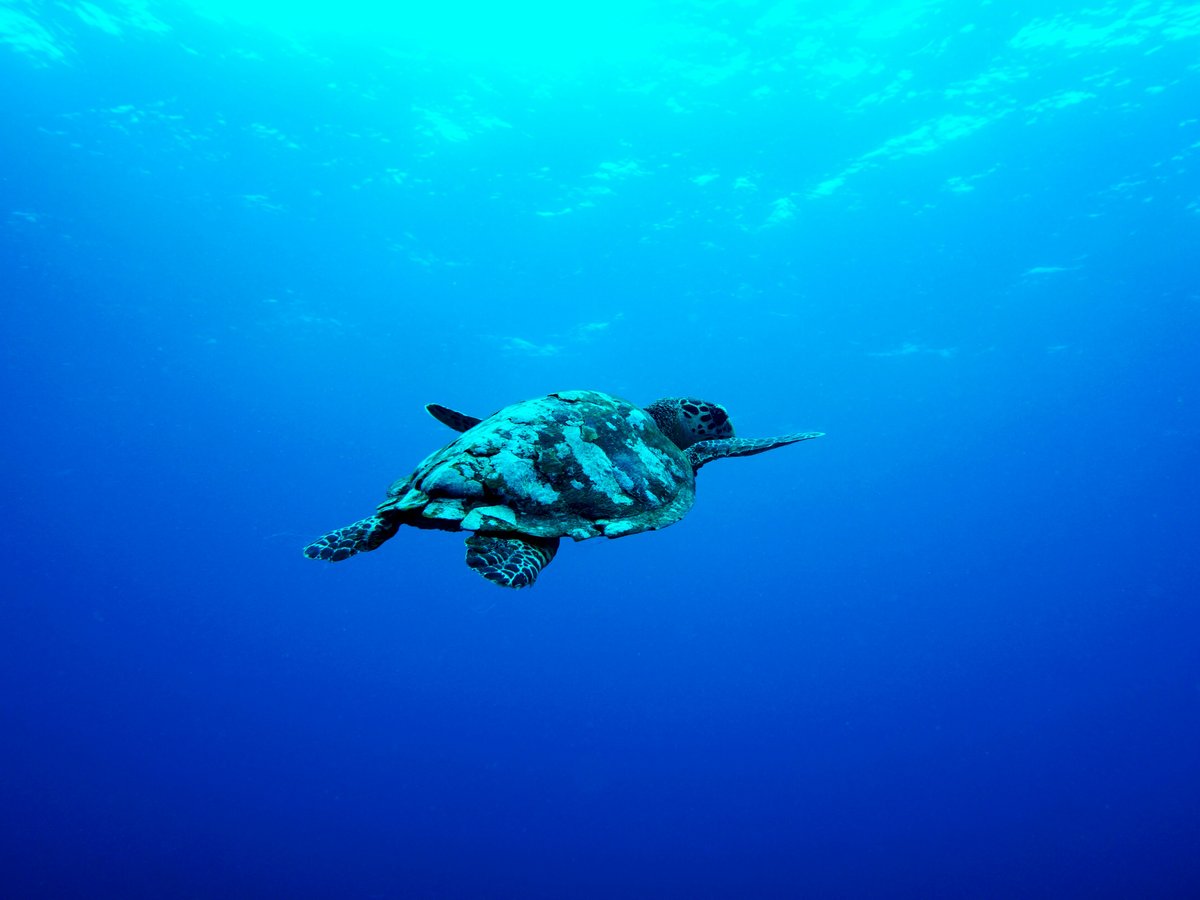 gray turtle swimming under the sea