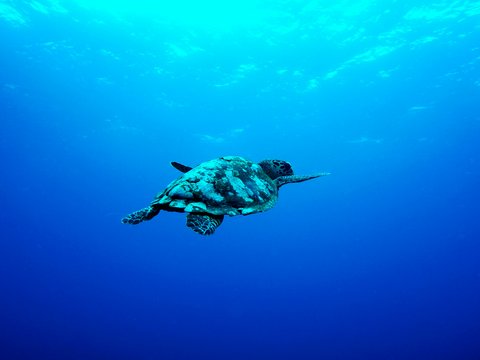 gray turtle swimming under the sea