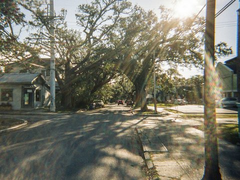 Trees form an archway over a sunny street