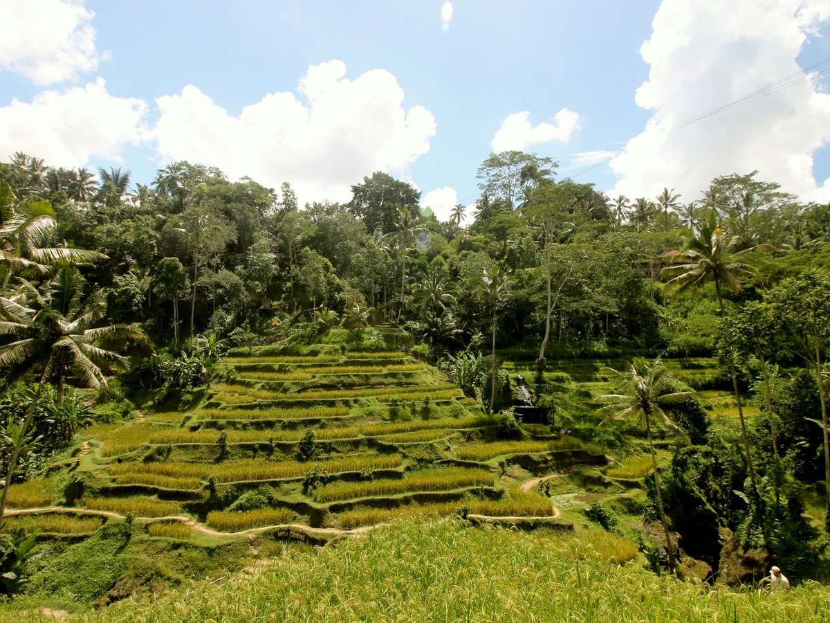 a lush green hillside covered in lots of trees