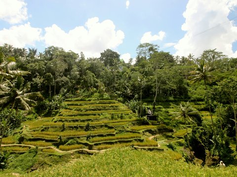 a lush green hillside covered in lots of trees