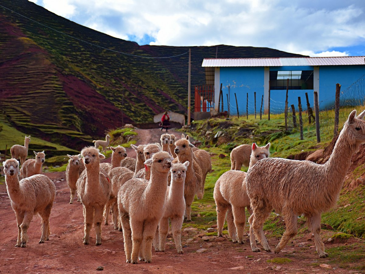 herd of llama
