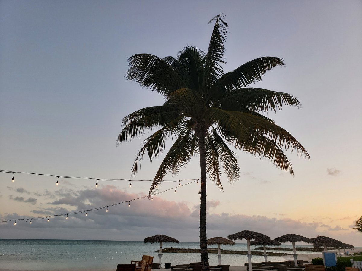 green coconut palm tree