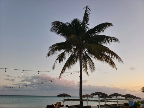 green coconut palm tree