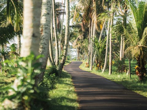 a road surrounded by palm trees on a sunny day