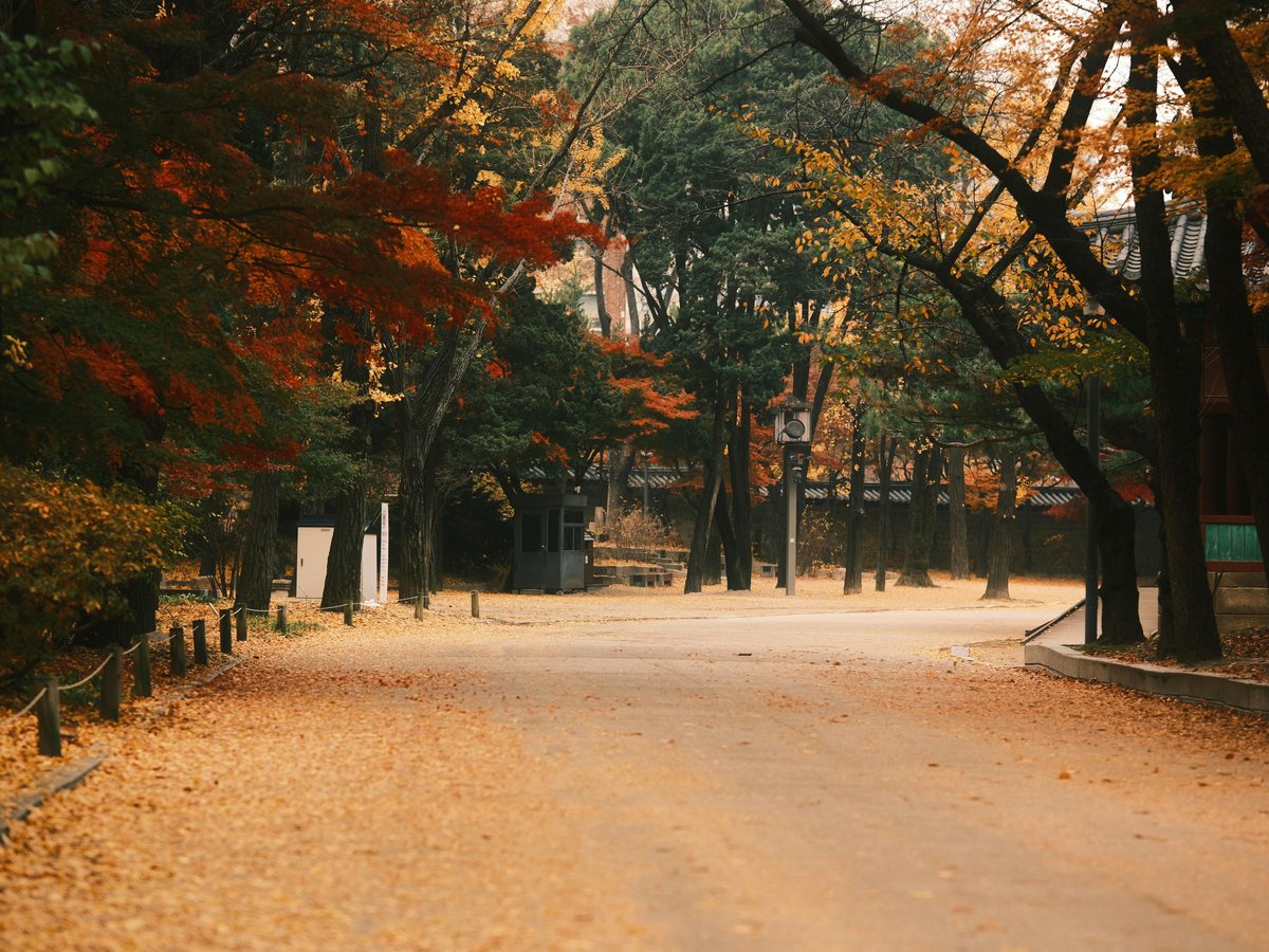 A dirt road surrounded by trees and leaves