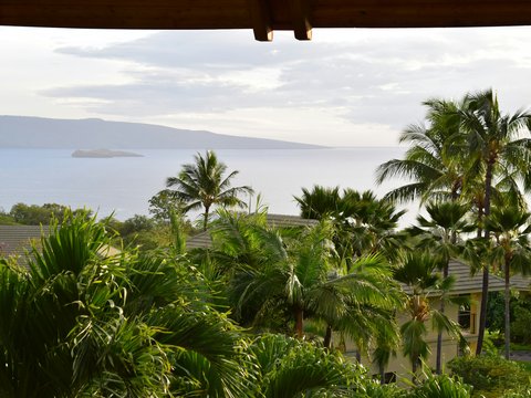 green palm tree near body of water during daytime