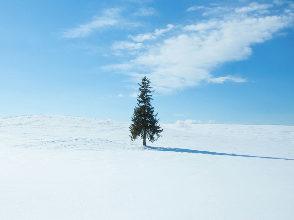 green pine tree at middle of field