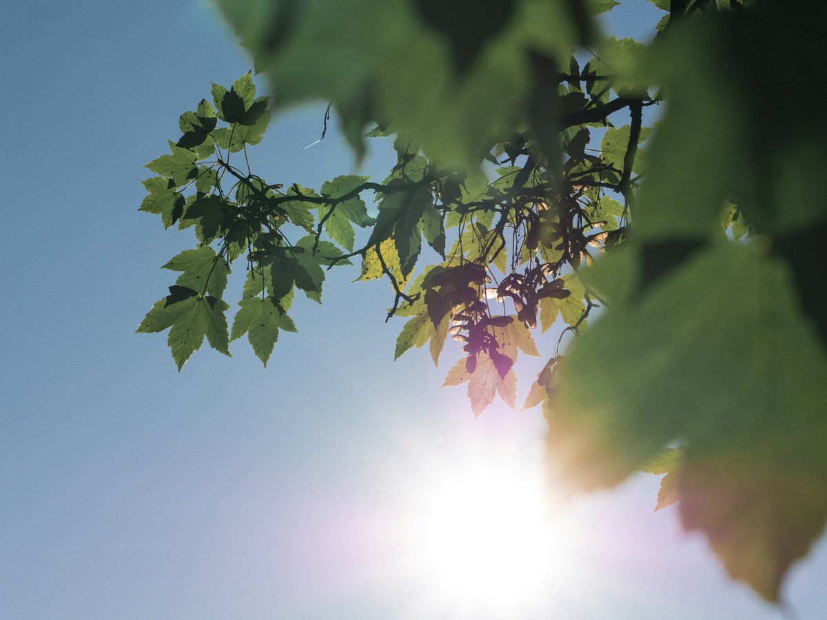 selective focus photo of green leaf tree