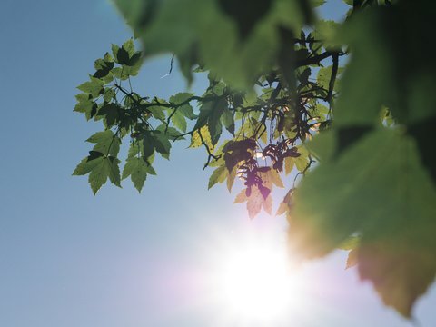 selective focus photo of green leaf tree